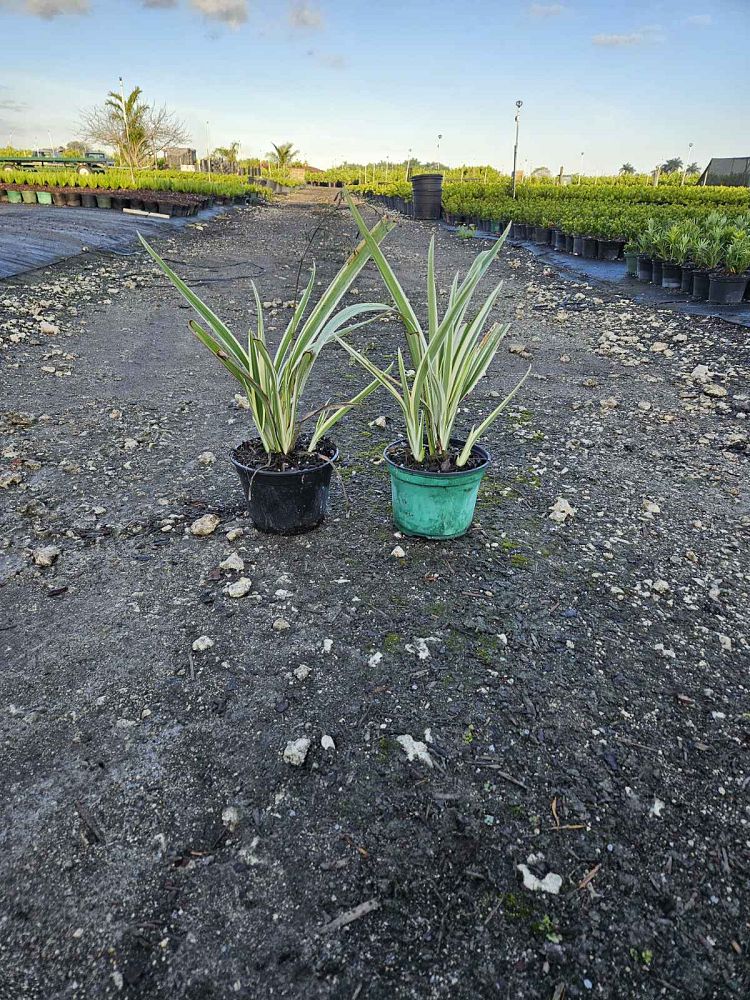dianella-tasmanica-variegata-flax-lily-tasmanian-flax-lily