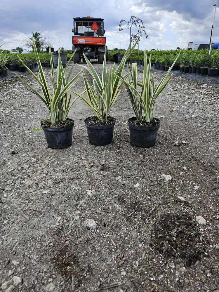 dianella-tasmanica-variegata-flax-lily-tasmanian-flax-lily
