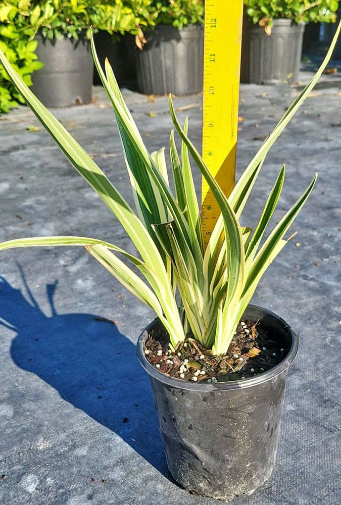 dianella-tasmanica-variegata-flax-lily-tasmanian-flax-lily