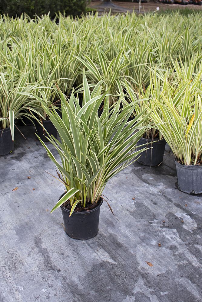 dianella-tasmanica-variegata-flax-lily-tasmanian-flax-lily