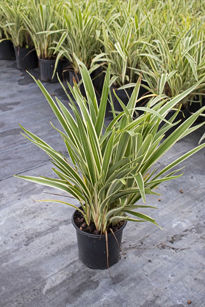 dianella-tasmanica-variegata-flax-lily-tasmanian-flax-lily