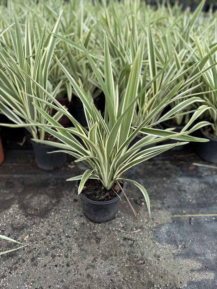 dianella-tasmanica-variegata-flax-lily-tasmanian-flax-lily