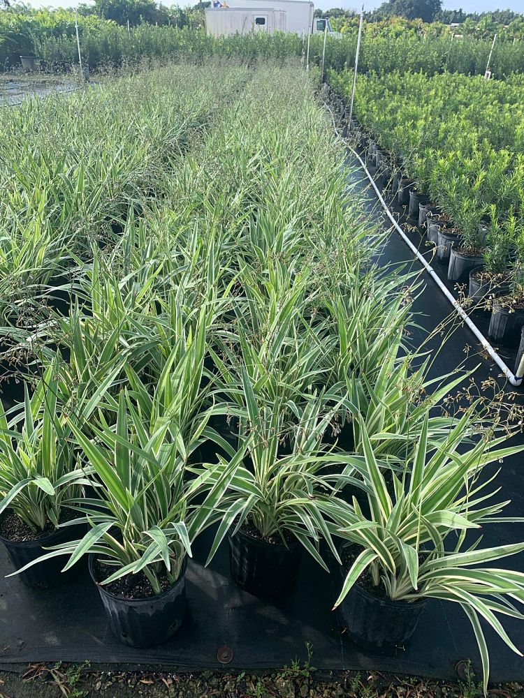 dianella-tasmanica-variegata-flax-lily-tasmanian-flax-lily