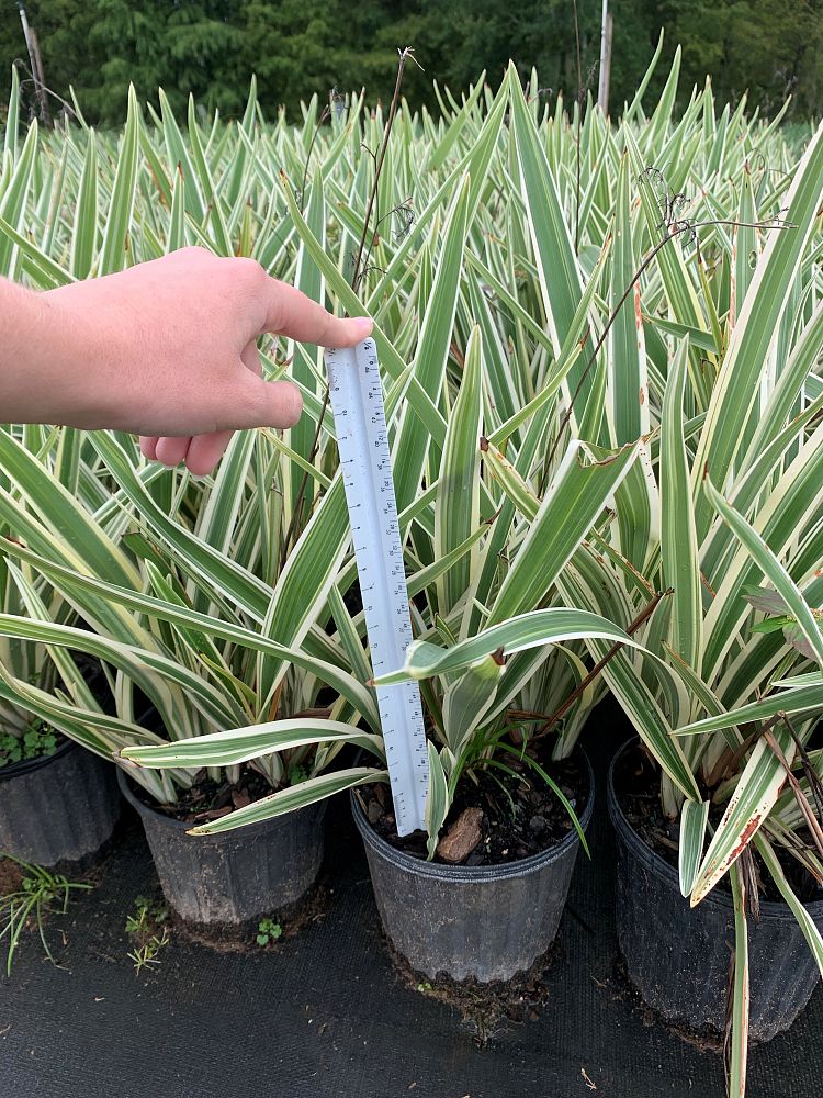 dianella-tasmanica-variegata-flax-lily-tasmanian-flax-lily