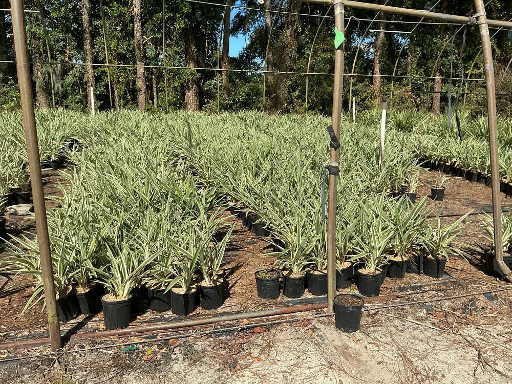 dianella-tasmanica-variegata-flax-lily-tasmanian-flax-lily