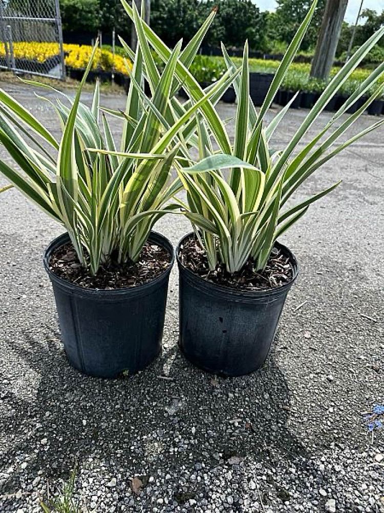 dianella-tasmanica-variegata-flax-lily-tasmanian-flax-lily
