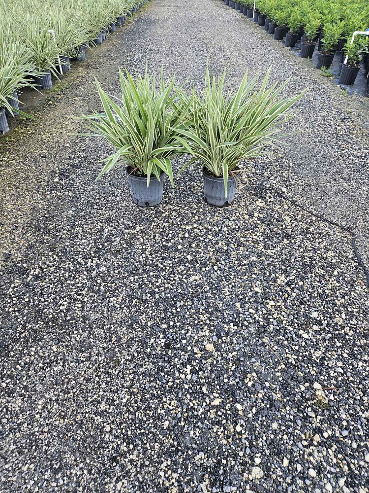 dianella-tasmanica-variegata-flax-lily-tasmanian-flax-lily