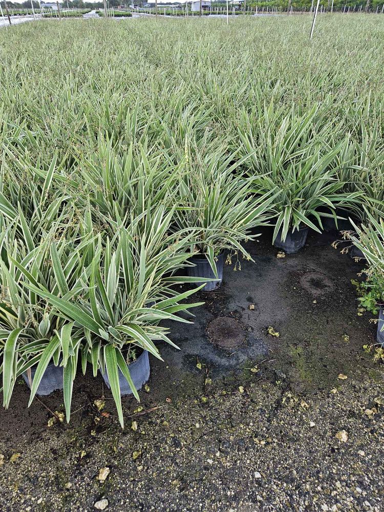 dianella-tasmanica-variegata-flax-lily-tasmanian-flax-lily