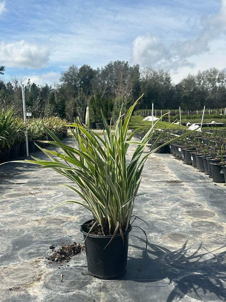 dianella-tasmanica-variegata-flax-lily-tasmanian-flax-lily