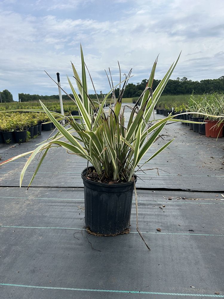 dianella-tasmanica-variegata-flax-lily-tasmanian-flax-lily