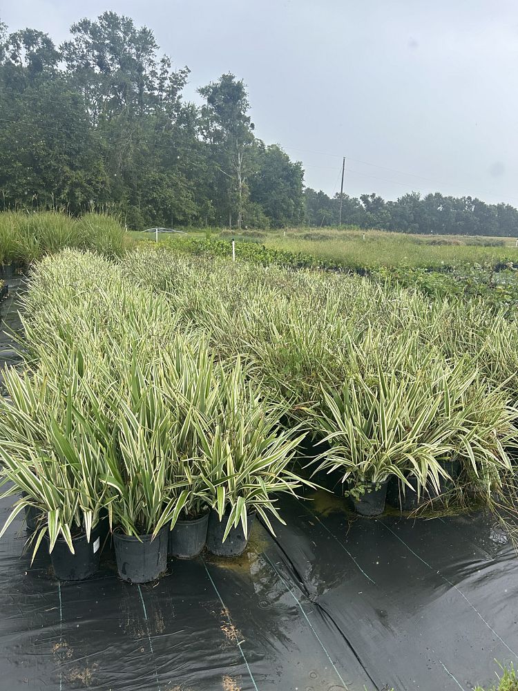 dianella-tasmanica-variegata-flax-lily-tasmanian-flax-lily