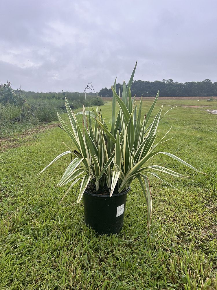 dianella-tasmanica-variegata-flax-lily-tasmanian-flax-lily