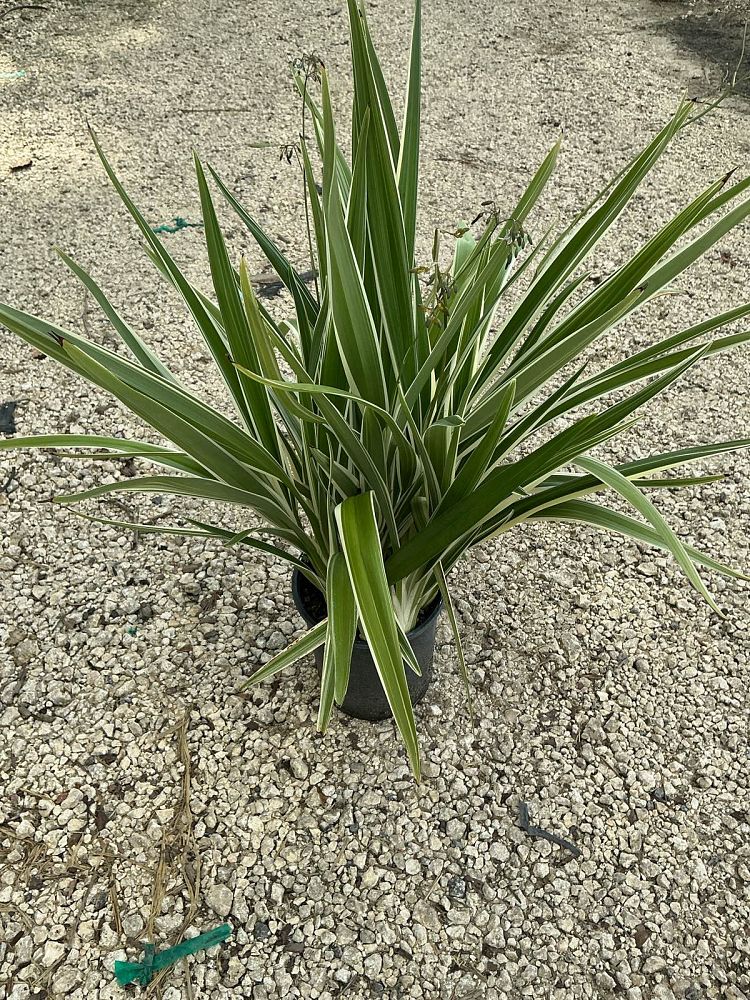 dianella-tasmanica-variegata-flax-lily-tasmanian-flax-lily