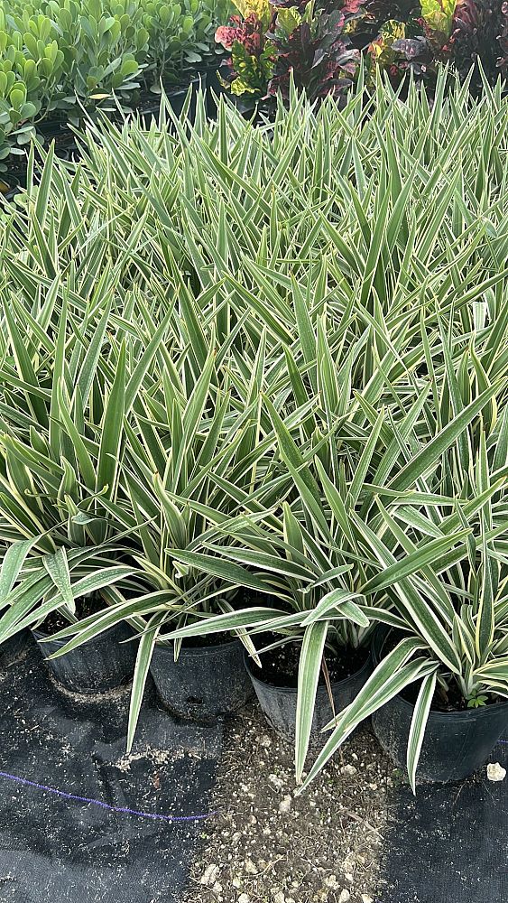 dianella-tasmanica-variegata-flax-lily-tasmanian-flax-lily
