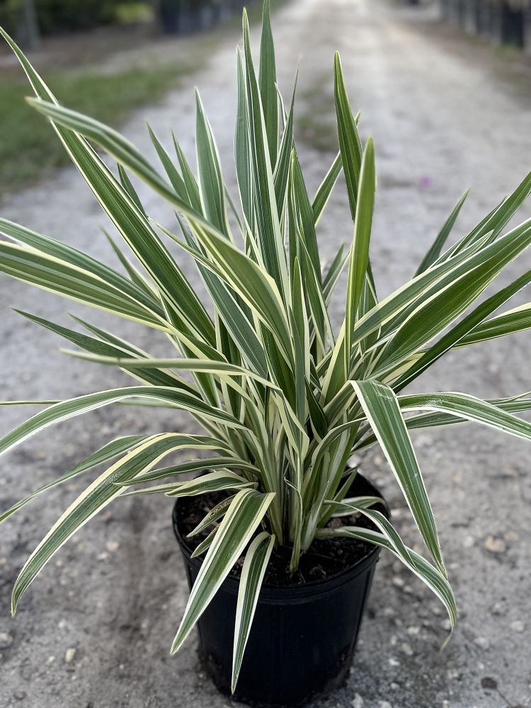 dianella-tasmanica-variegata-flax-lily-tasmanian-flax-lily
