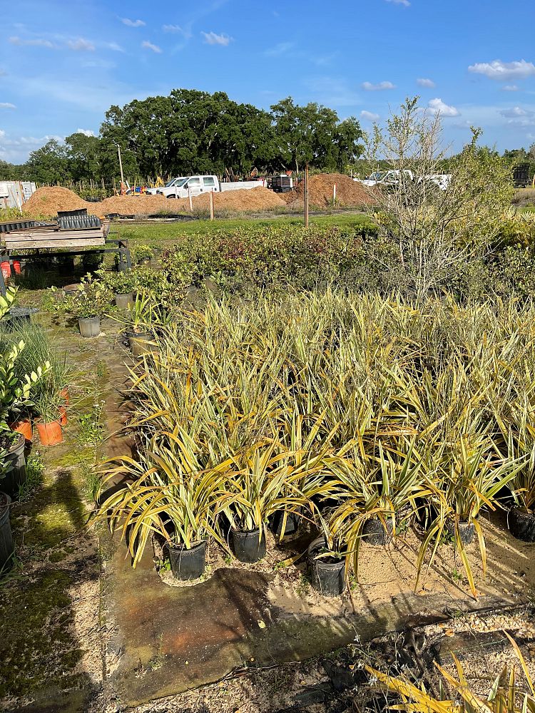 dianella-tasmanica-variegata-flax-lily-tasmanian-flax-lily