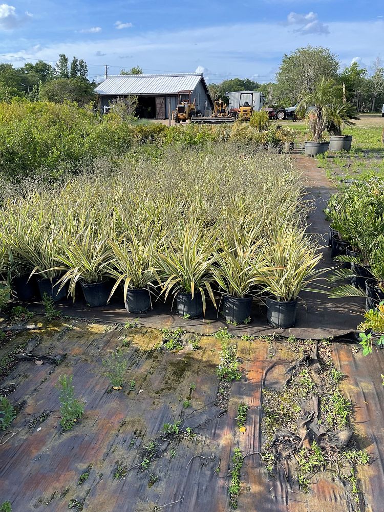 dianella-tasmanica-variegata-flax-lily-tasmanian-flax-lily