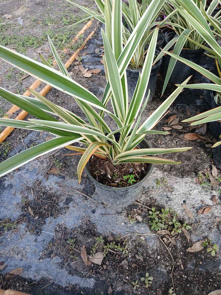 dianella-tasmanica-variegata-flax-lily-tasmanian-flax-lily