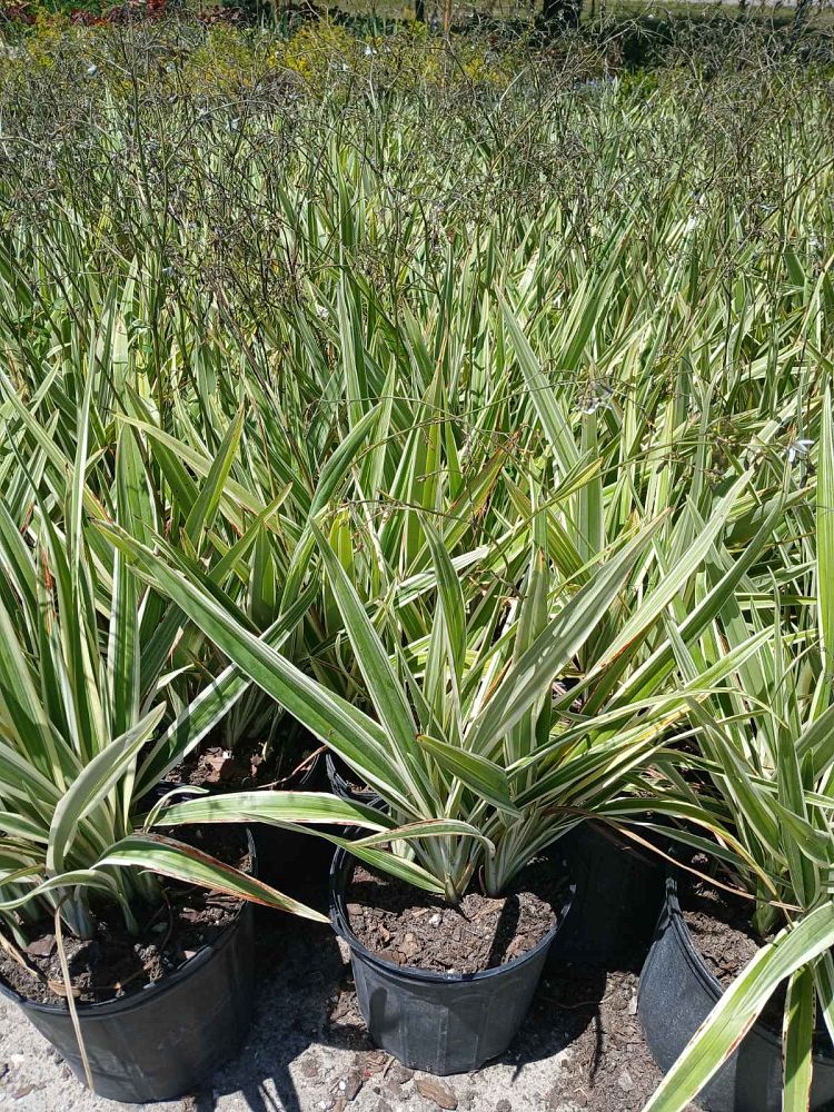 dianella-tasmanica-variegata-flax-lily-tasmanian-flax-lily