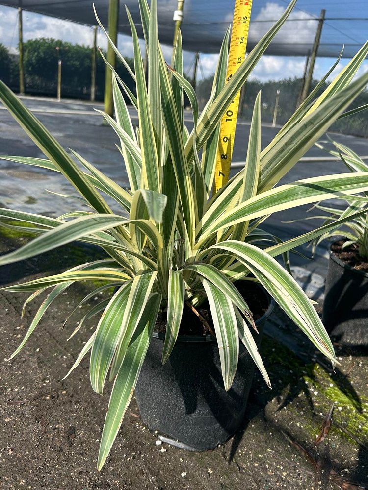 dianella-tasmanica-variegata-flax-lily-tasmanian-flax-lily