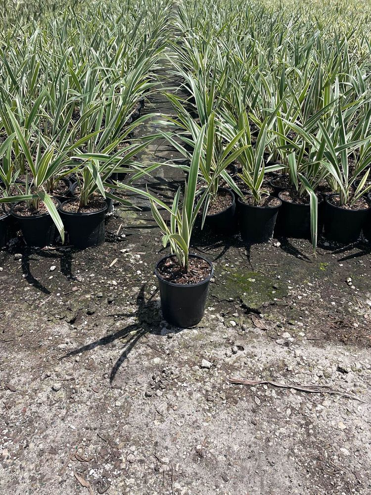 dianella-tasmanica-variegata-flax-lily-tasmanian-flax-lily