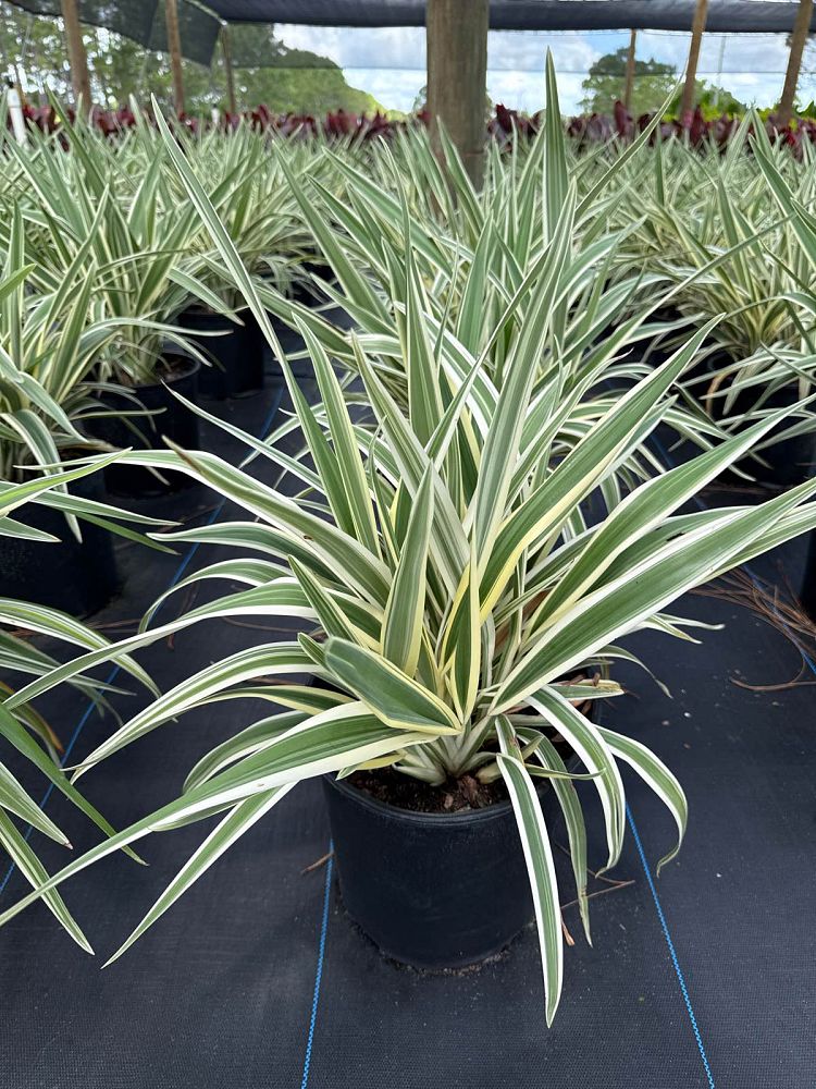 dianella-tasmanica-variegata-flax-lily-tasmanian-flax-lily