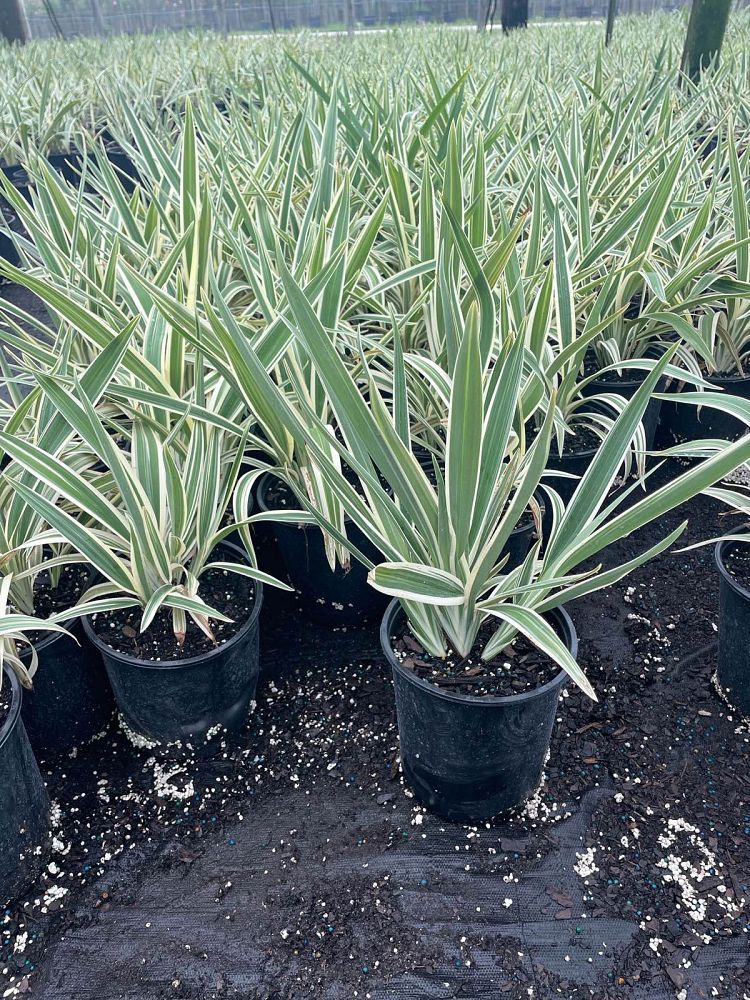 dianella-tasmanica-variegata-flax-lily-tasmanian-flax-lily