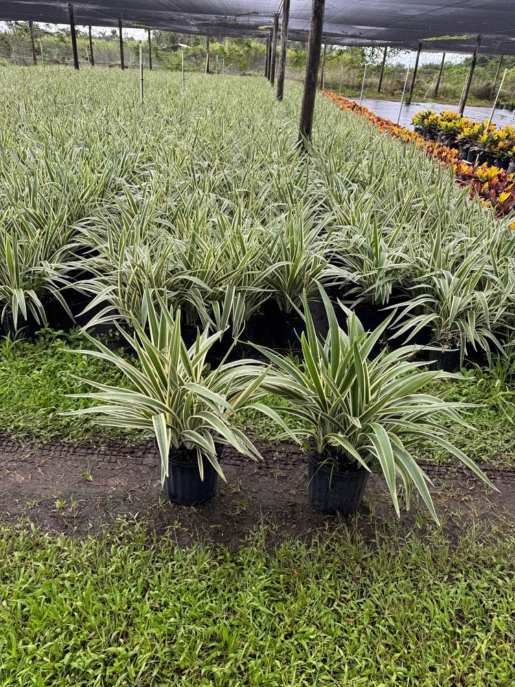 dianella-tasmanica-variegata-flax-lily-tasmanian-flax-lily