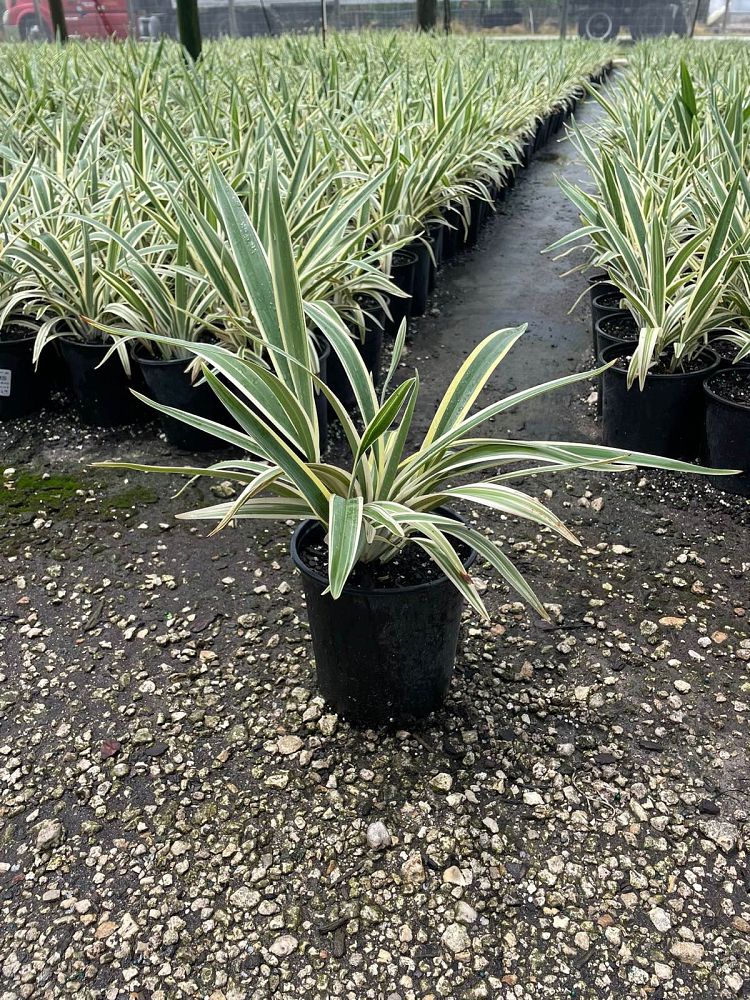 dianella-tasmanica-variegata-flax-lily-tasmanian-flax-lily