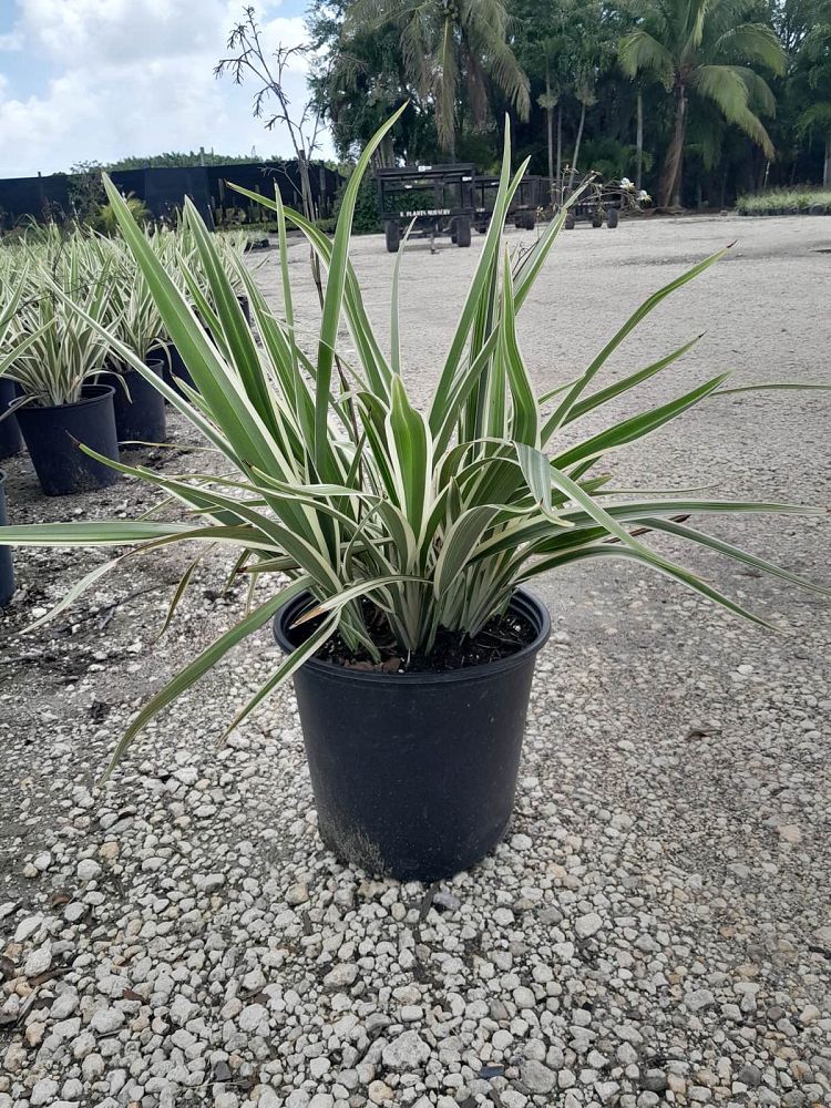 dianella-tasmanica-variegata-flax-lily-tasmanian-flax-lily