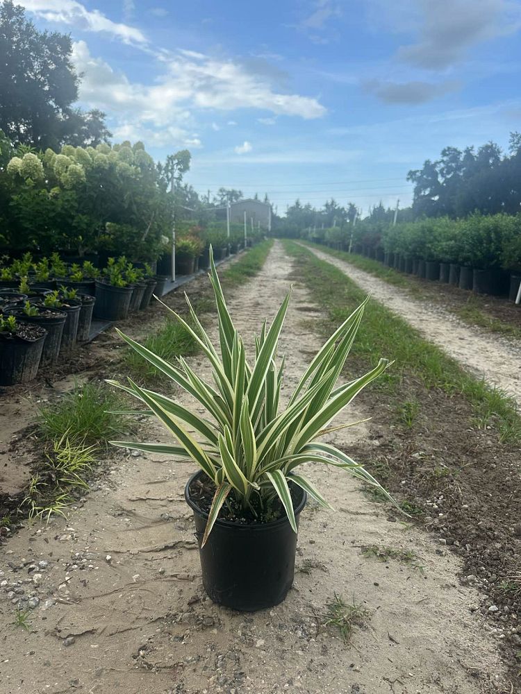 dianella-tasmanica-variegata-flax-lily-tasmanian-flax-lily