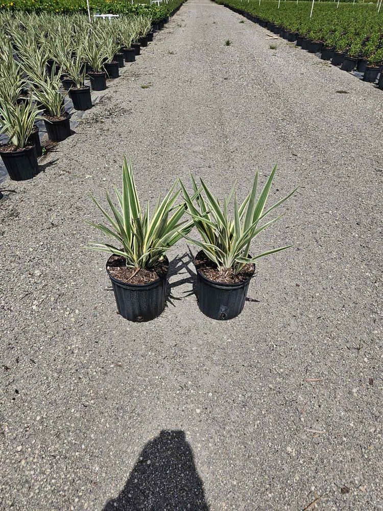 dianella-tasmanica-variegata-flax-lily-tasmanian-flax-lily