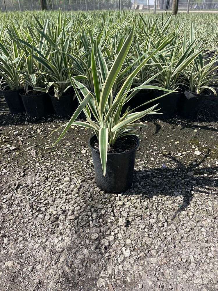 dianella-tasmanica-variegata-flax-lily-tasmanian-flax-lily