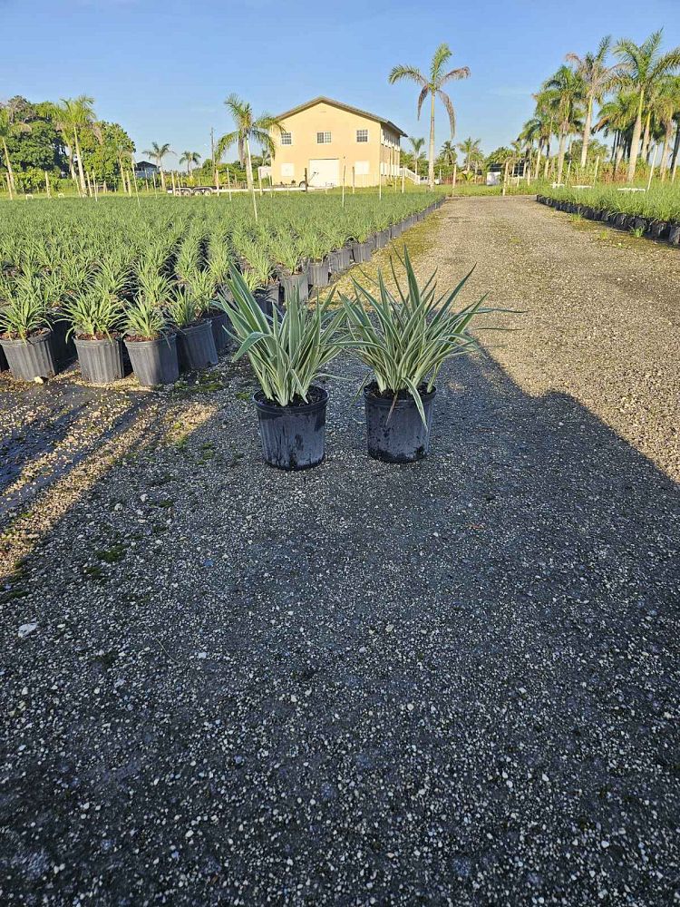 dianella-tasmanica-variegata-flax-lily-tasmanian-flax-lily