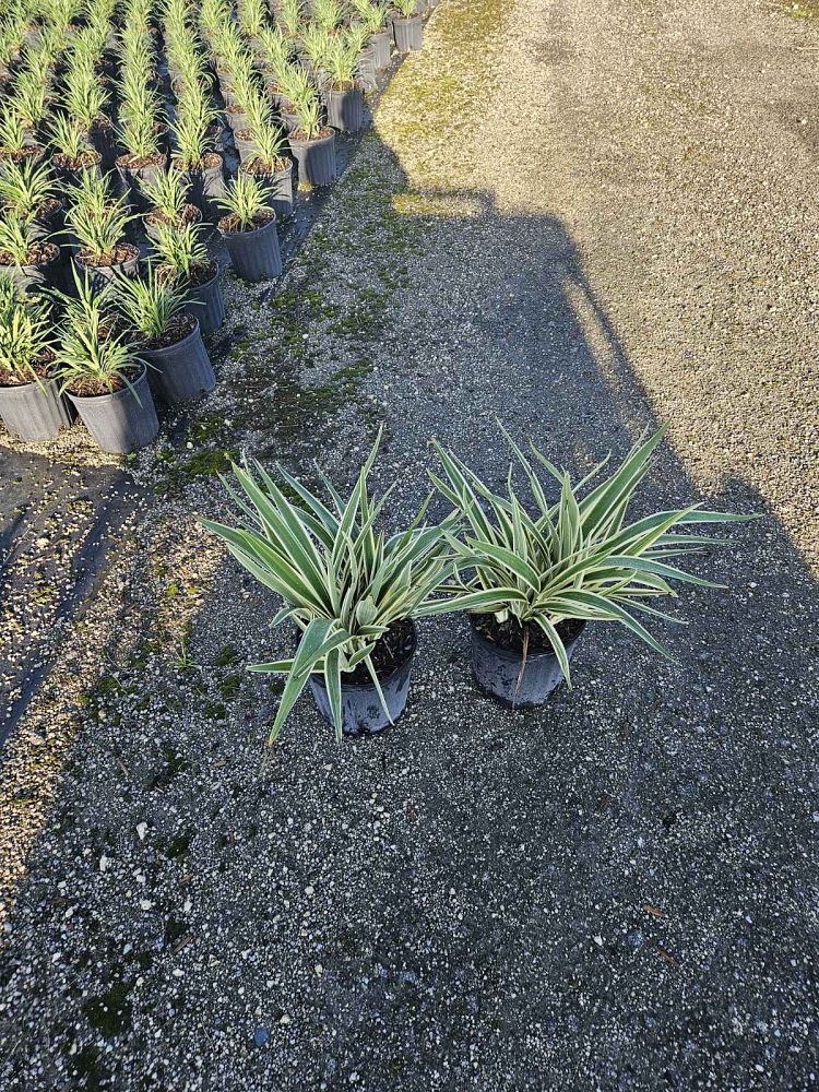 dianella-tasmanica-variegata-flax-lily-tasmanian-flax-lily