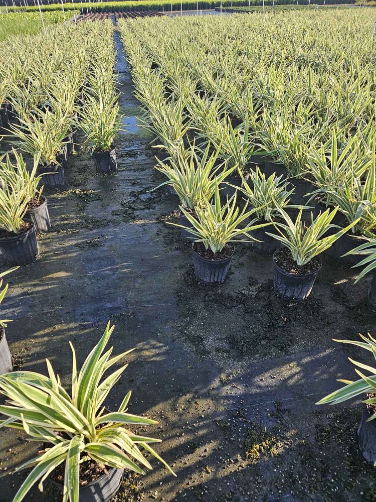 dianella-tasmanica-variegata-flax-lily-tasmanian-flax-lily