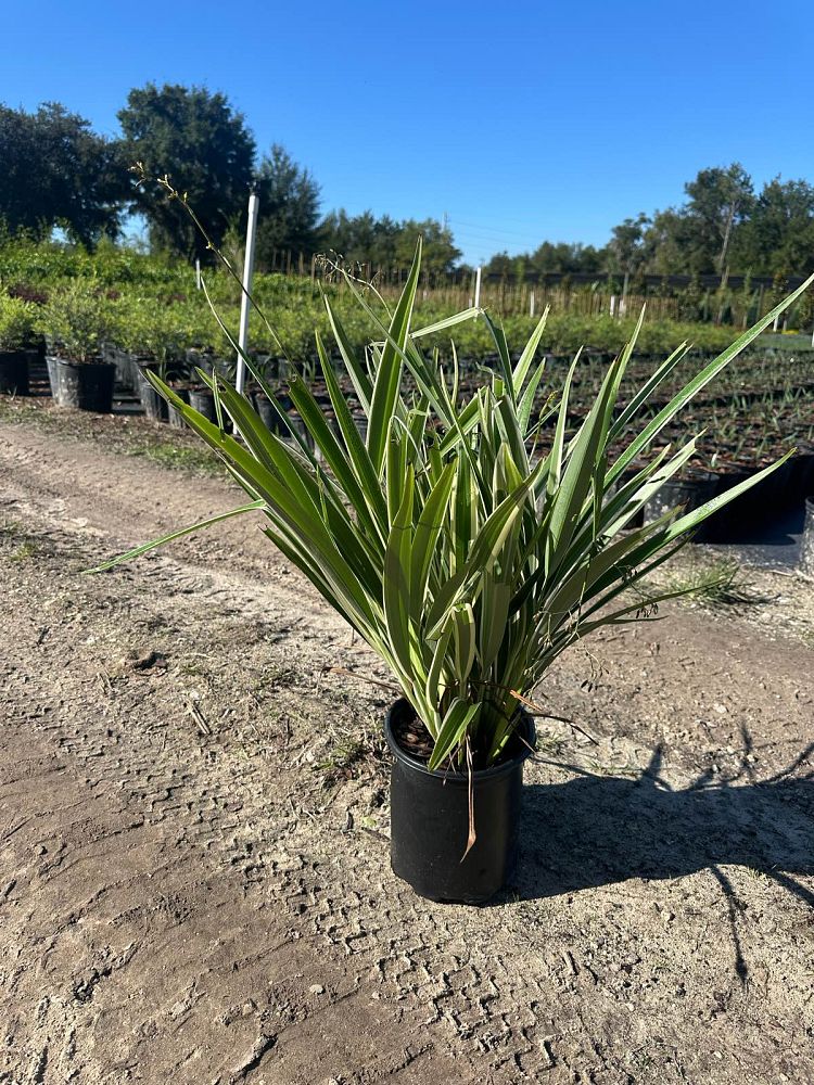 dianella-tasmanica-variegata-flax-lily-tasmanian-flax-lily