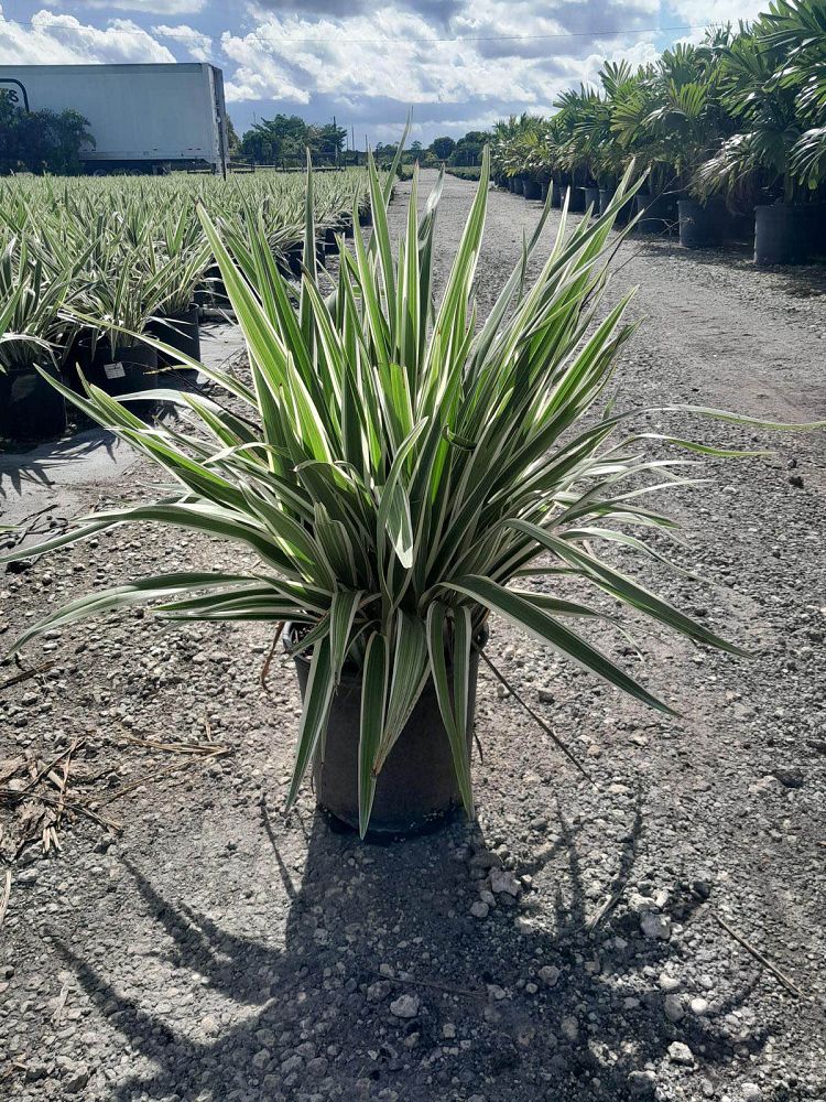 dianella-tasmanica-variegata-flax-lily-tasmanian-flax-lily