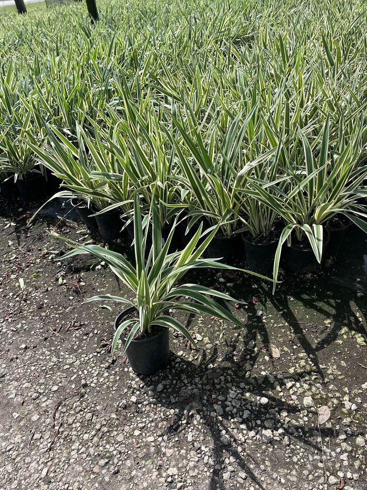 dianella-tasmanica-variegata-flax-lily-tasmanian-flax-lily