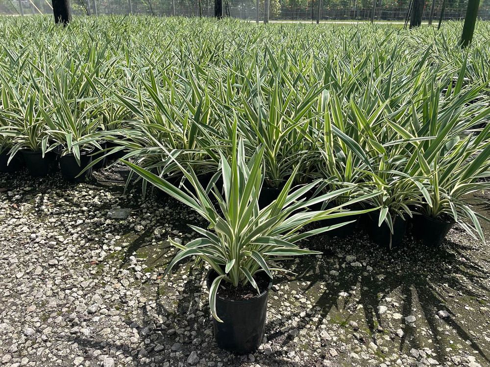 dianella-tasmanica-variegata-flax-lily-tasmanian-flax-lily