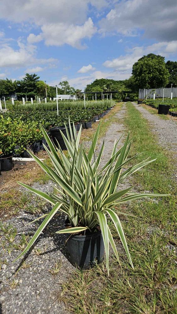 dianella-tasmanica-variegata-flax-lily-tasmanian-flax-lily