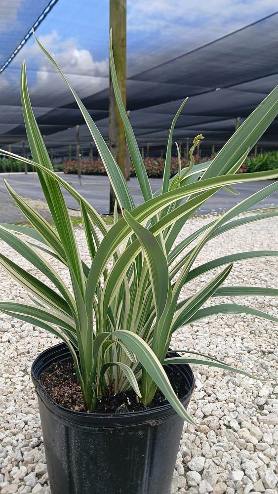 dianella-tasmanica-variegata-flax-lily-tasmanian-flax-lily