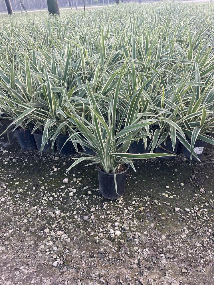 dianella-tasmanica-variegata-flax-lily-tasmanian-flax-lily