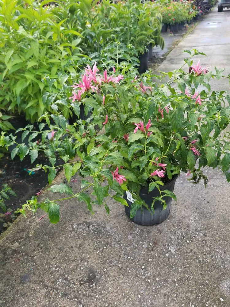 dianthera-nodosa-brazil