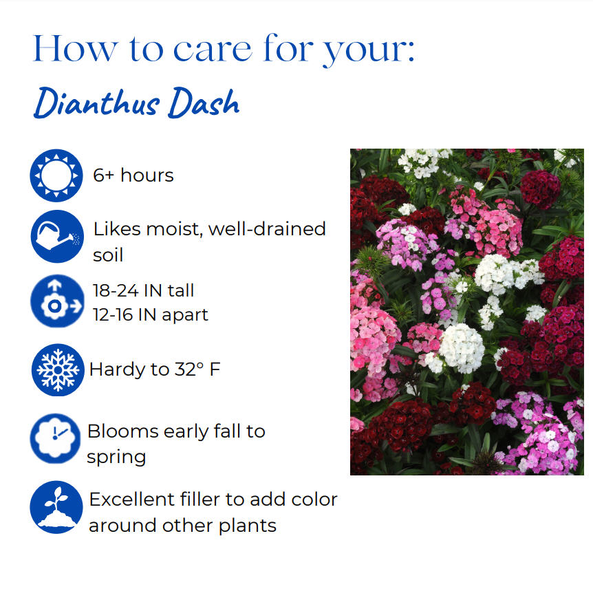 dianthus-agatha-pinks