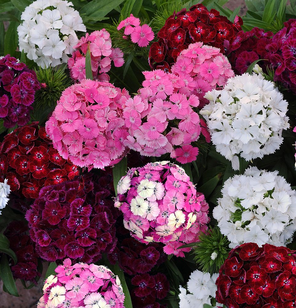 dianthus-agatha-pinks