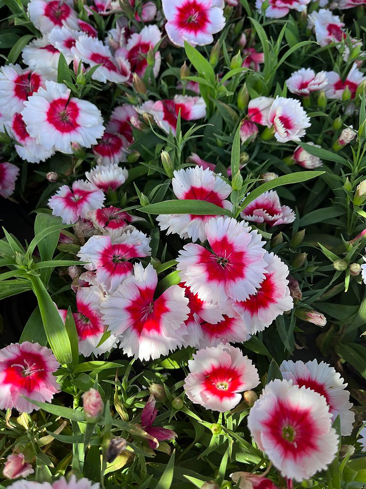 dianthus-agatha-pinks