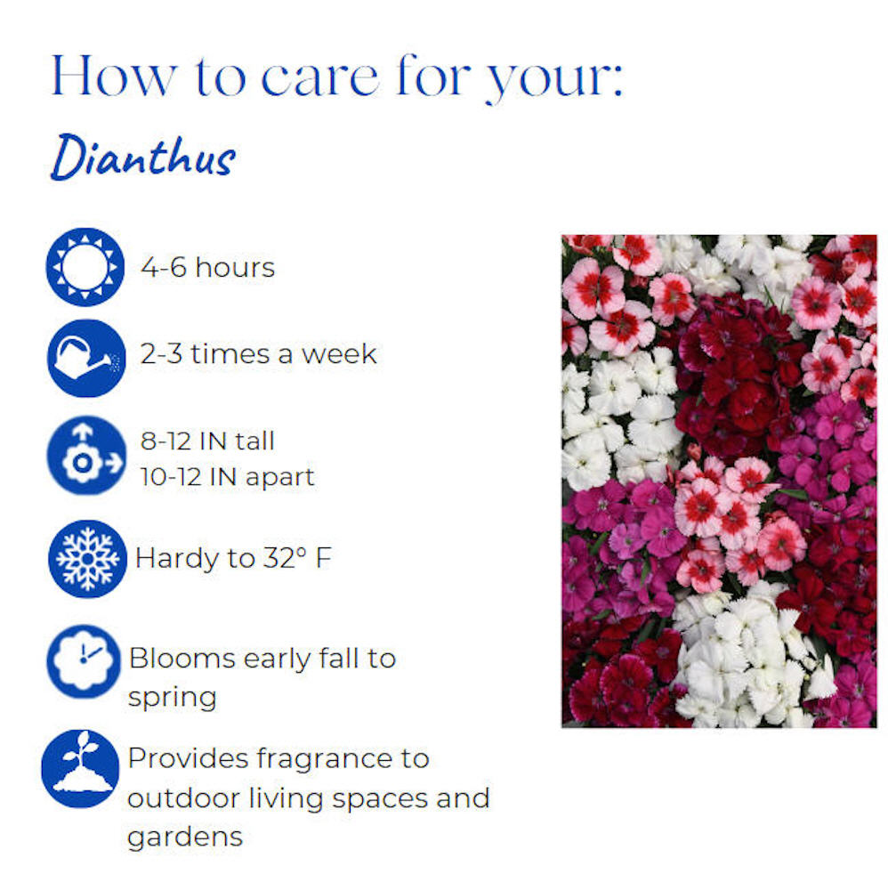 dianthus-agatha-pinks