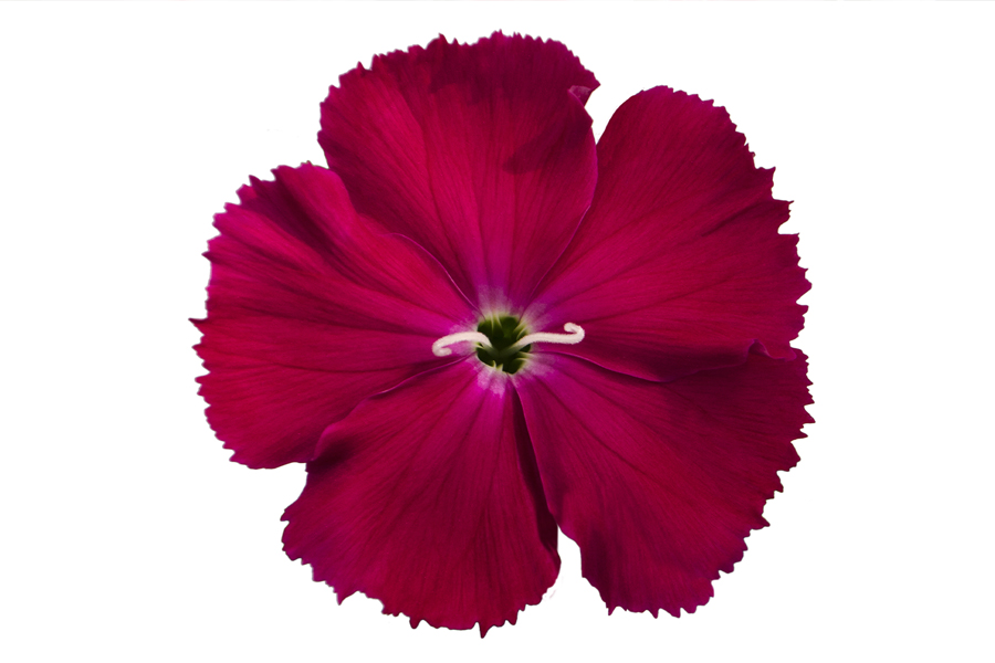 dianthus-agatha-pinks