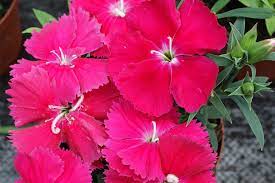 dianthus-agatha-pinks